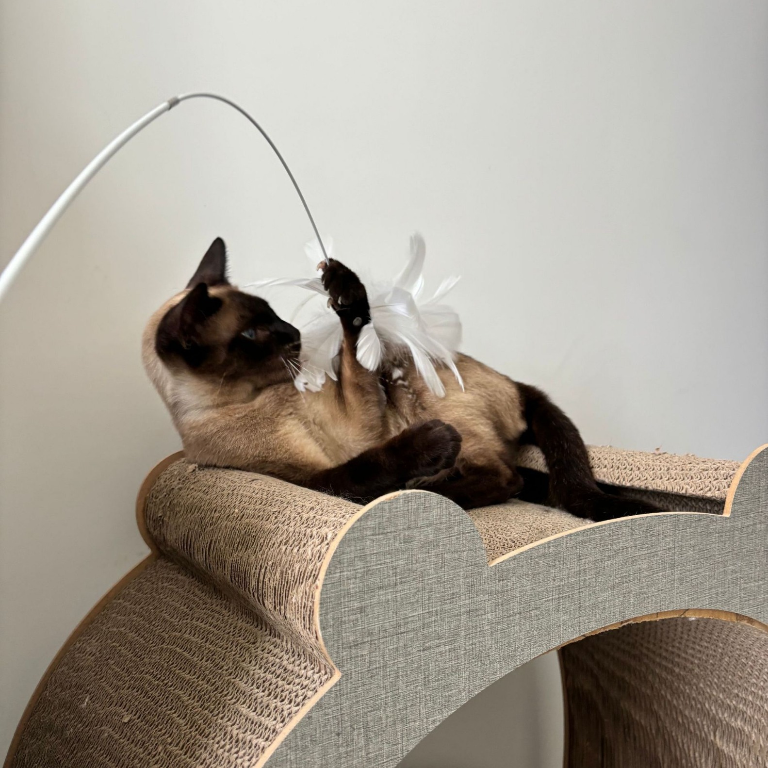 宠物用品/宠物玩具/宠物/逗猫棒/玩具细节图