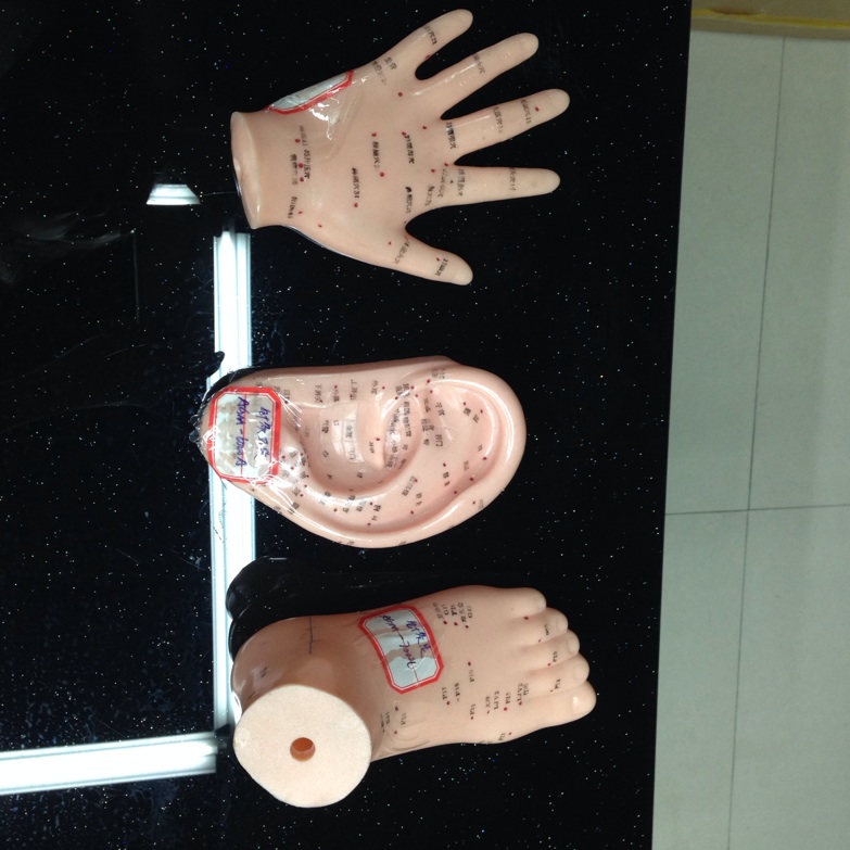 Medical teaching equipment, human acupuncture point models, male and female acupuncture eardrum, foot mask and hand models Specification image