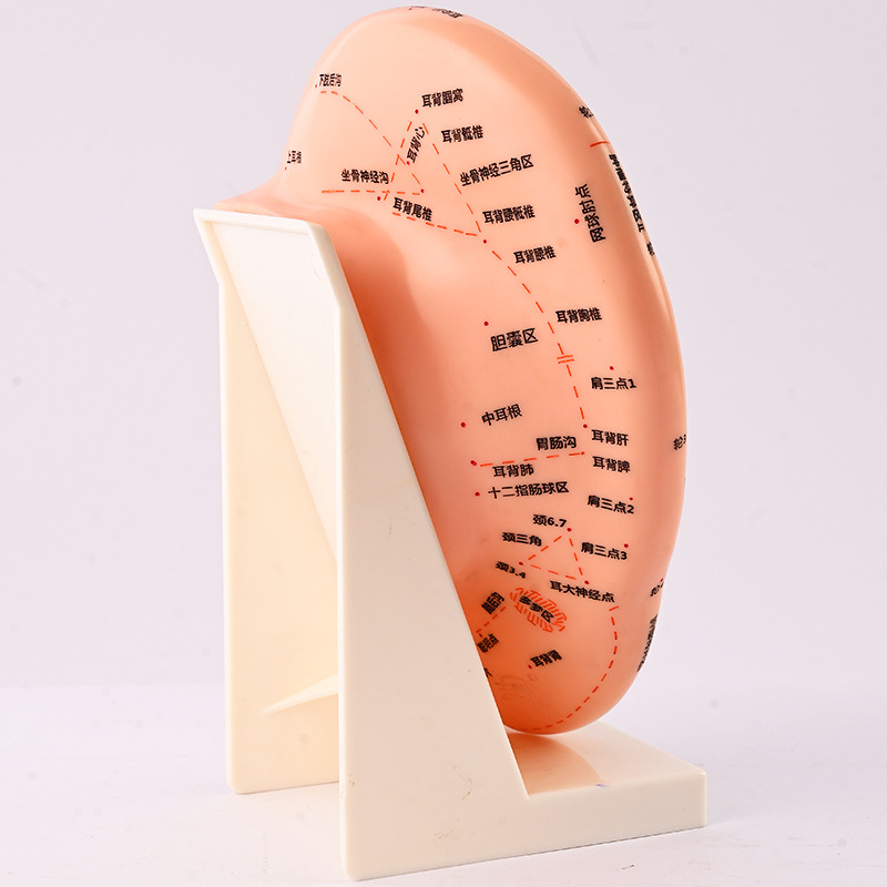23cm auricular point position model, ear model, acupuncture model, ear acupuncture model, meridian model Specification image