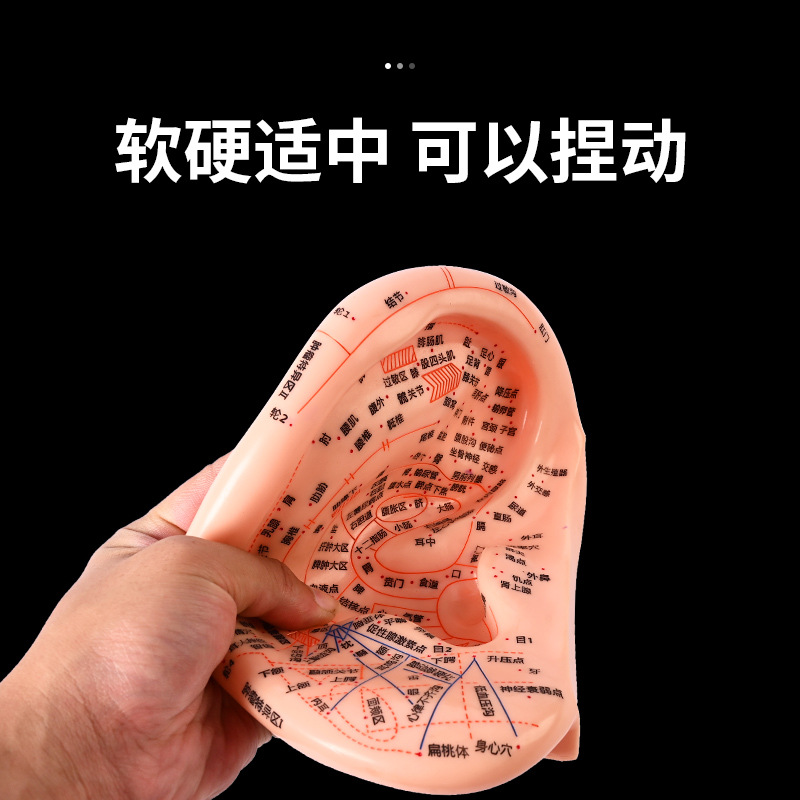 23cm auricular point position model, ear model, acupuncture model, ear acupuncture model, meridian model