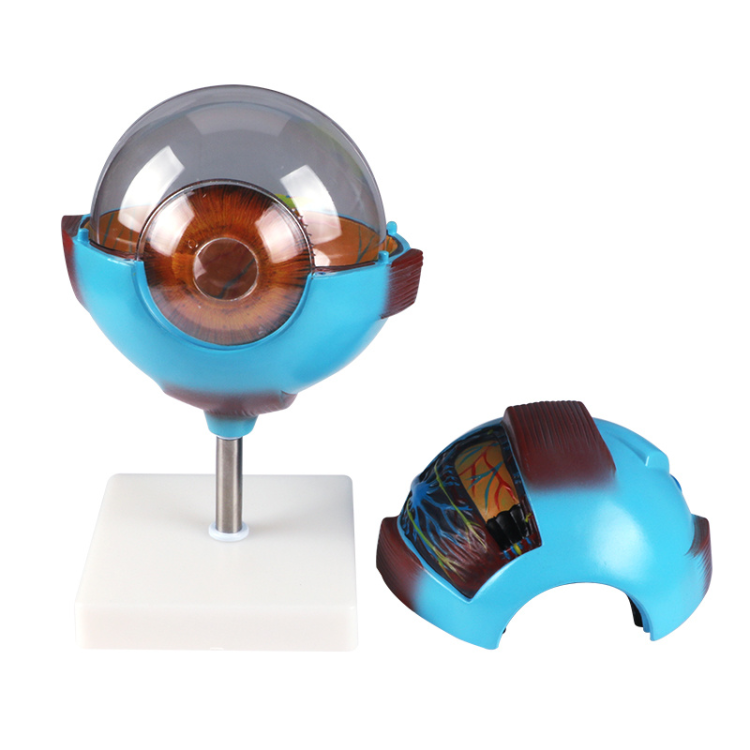 Eyeball model magnification model, medical student experimental teaching model equipment full figure