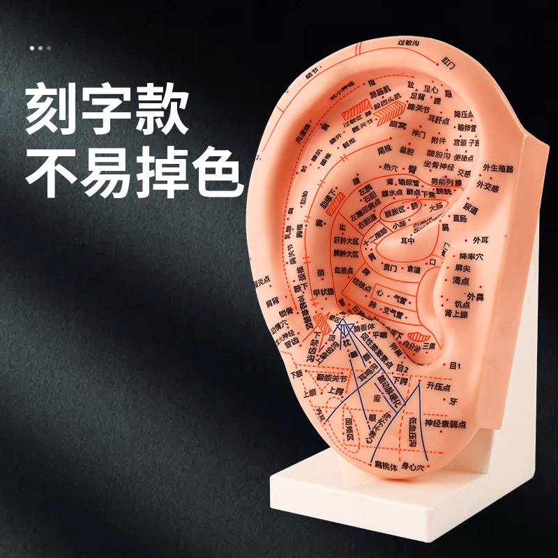 23cm auricular point position model, ear model, acupuncture model, ear acupuncture model, meridian model details Picture