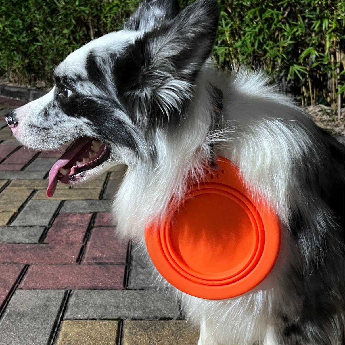 宠物用品圆形硅胶折叠碗宠物专用户外便携式狗盆喂食喝水猫碗狗碗