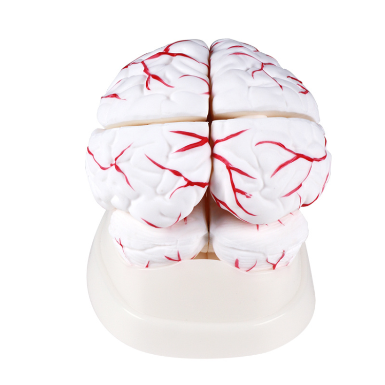 Human experimental teaching model, Cerebral artery model, cerebral artery model, experimental course teaching Application Scenario