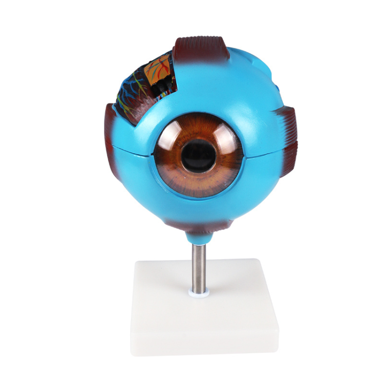 Eyeball model magnification model, medical student experimental teaching model equipment Application Scenario