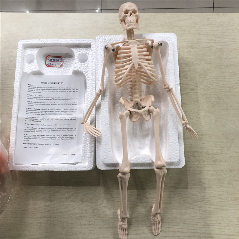 Human skeleton model 180cm human skeleton model 85cm human skeleton model 45cm Specification drawing