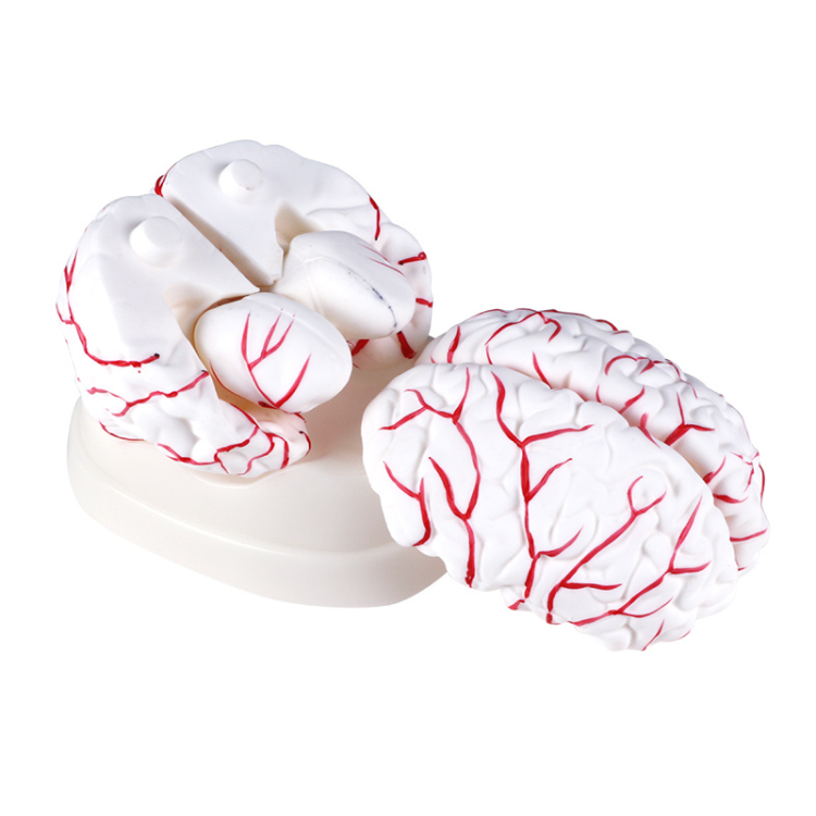 Human experimental teaching model, Cerebral artery model, cerebral artery model, experimental course teaching Specification image