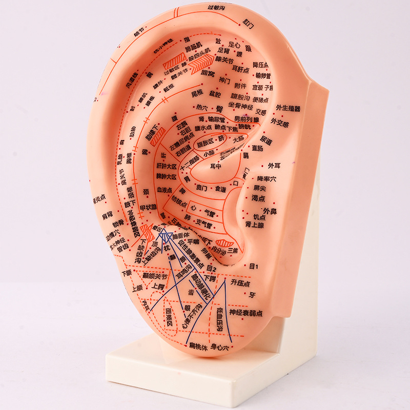 23cm auricular point position model, ear model, acupuncture model, ear acupuncture model, meridian model Application Scenario