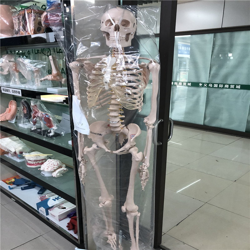 Human skeleton model 180cm human skeleton model 85cm human skeleton model 45cm details Picture