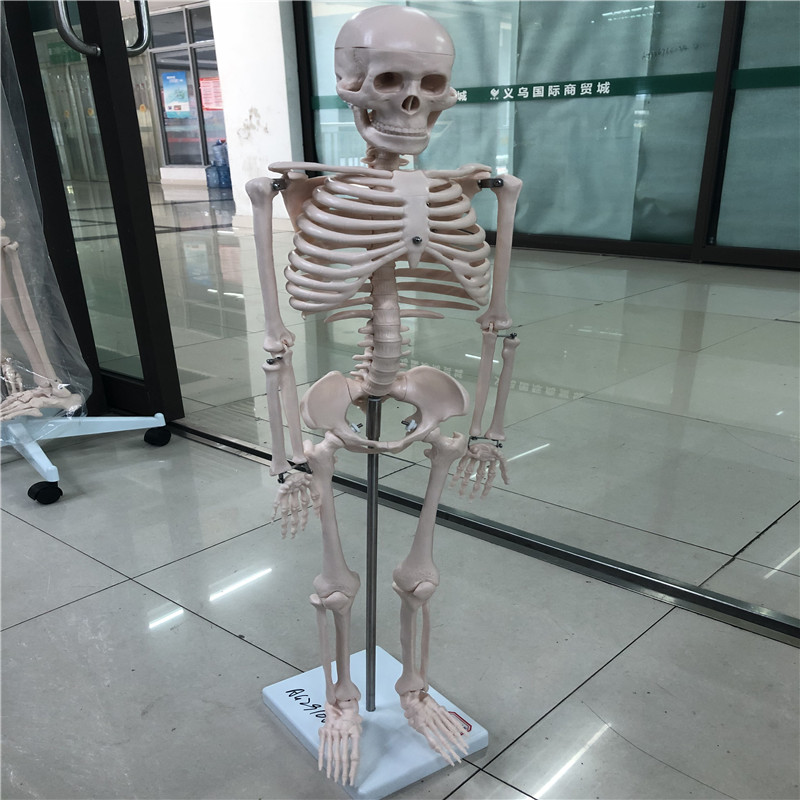Human skeleton model 180cm human skeleton model 85cm human skeleton model 45cm full figure