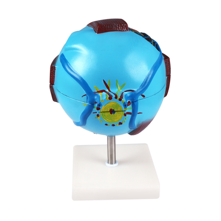 Eyeball model magnification model, medical student experimental teaching model equipment Specification drawing