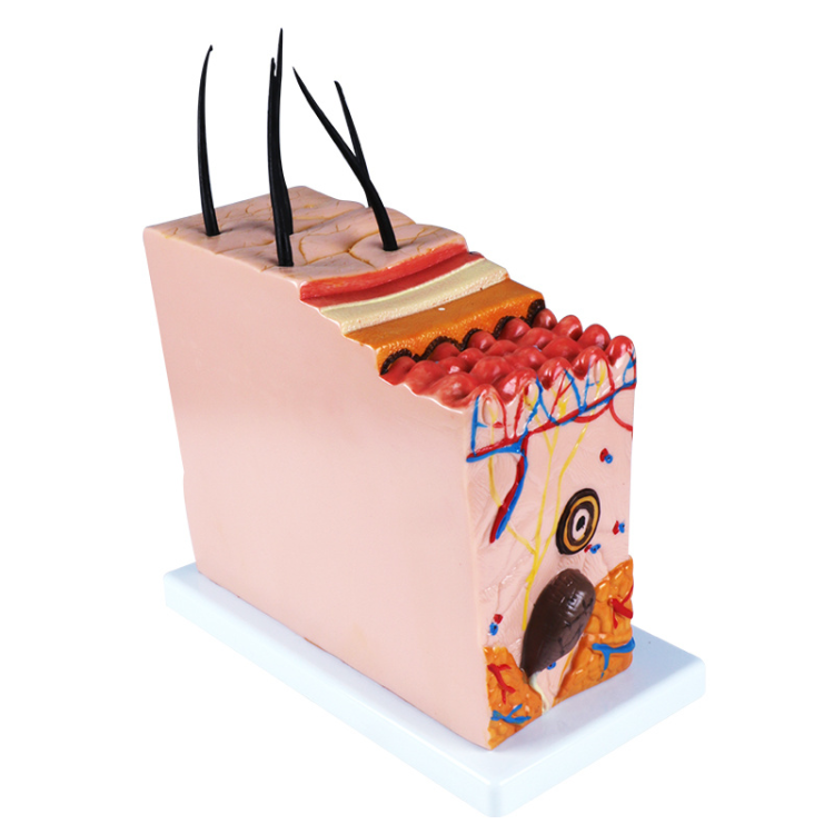 Human teaching model, Skin block model, subcutaneous tissue model, Skin block model
