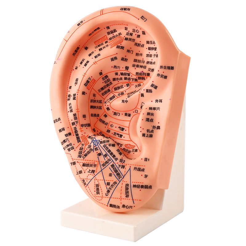 23cm auricular point position model, ear model, acupuncture model, ear acupuncture model, meridian model Item Picture