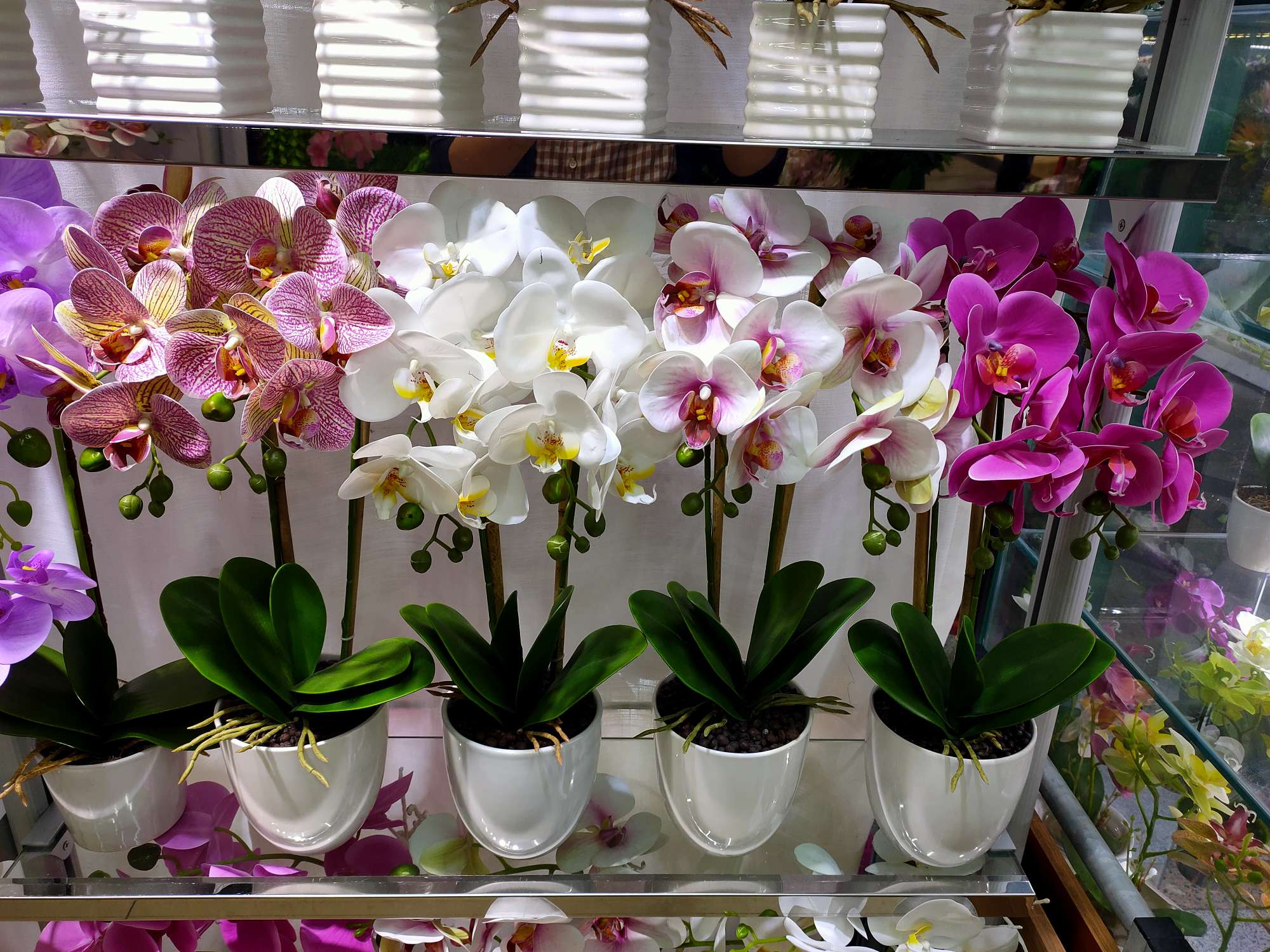 Film Phalaenopsis Plant