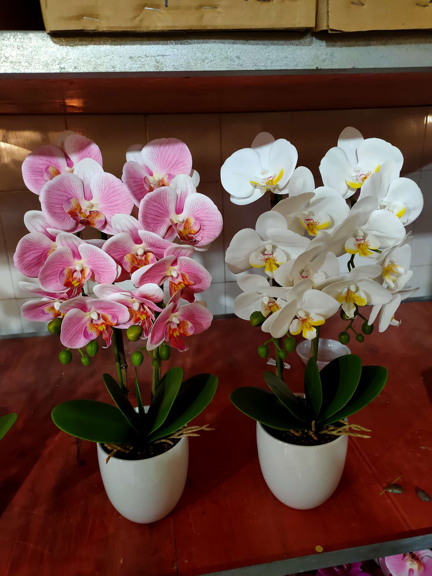 Film Phalaenopsis Plant details Picture