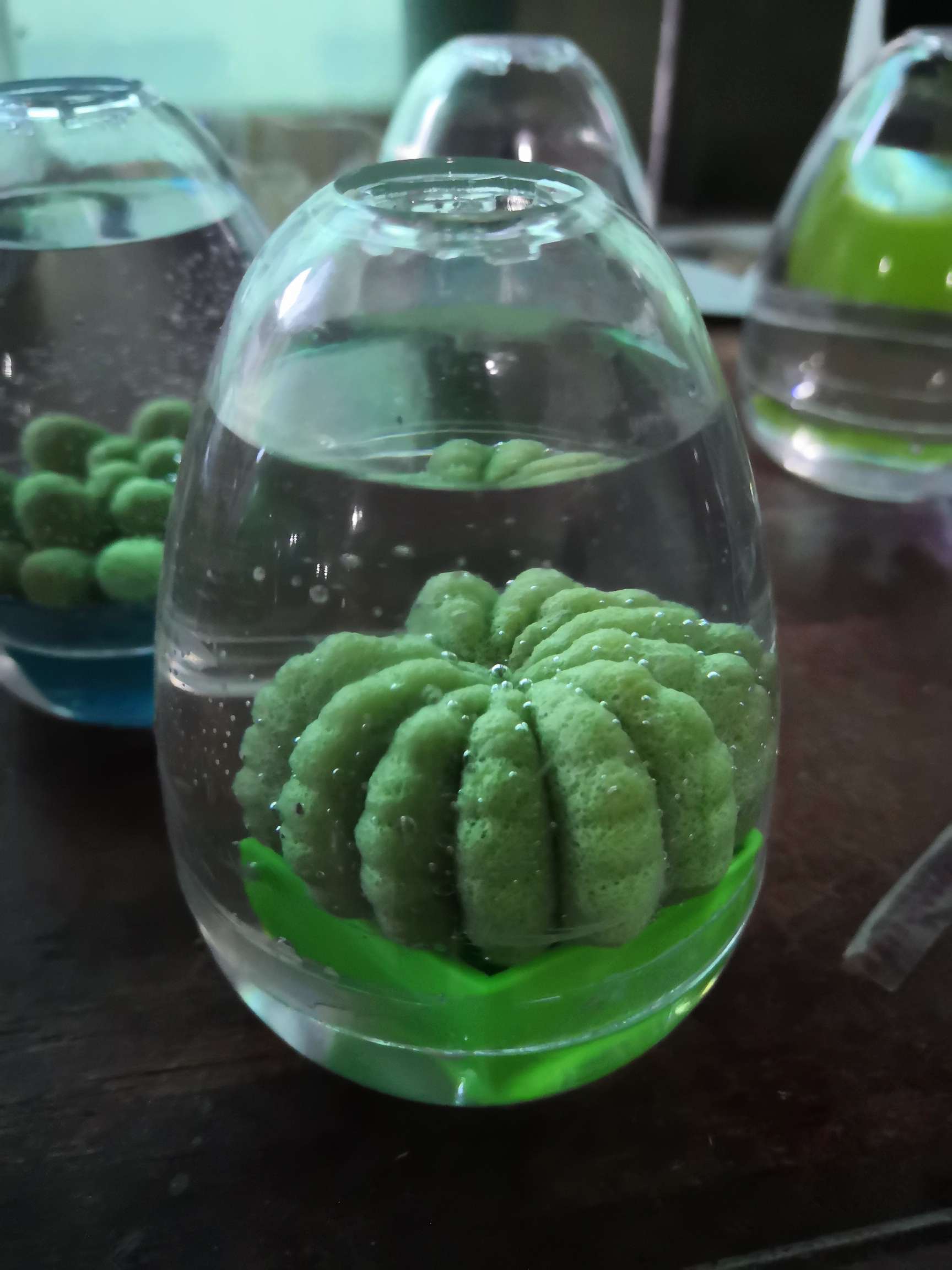 Cactus, large potted plant, when soaked in water, expands and enlarges the plant Specification image