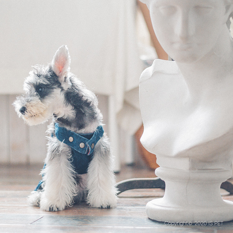 宠物宝宝衣服/衣服牛仔系列/衣服牛仔宠物细节图