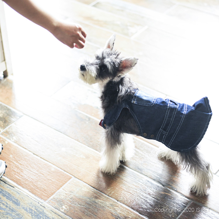 狗狗服装实物图