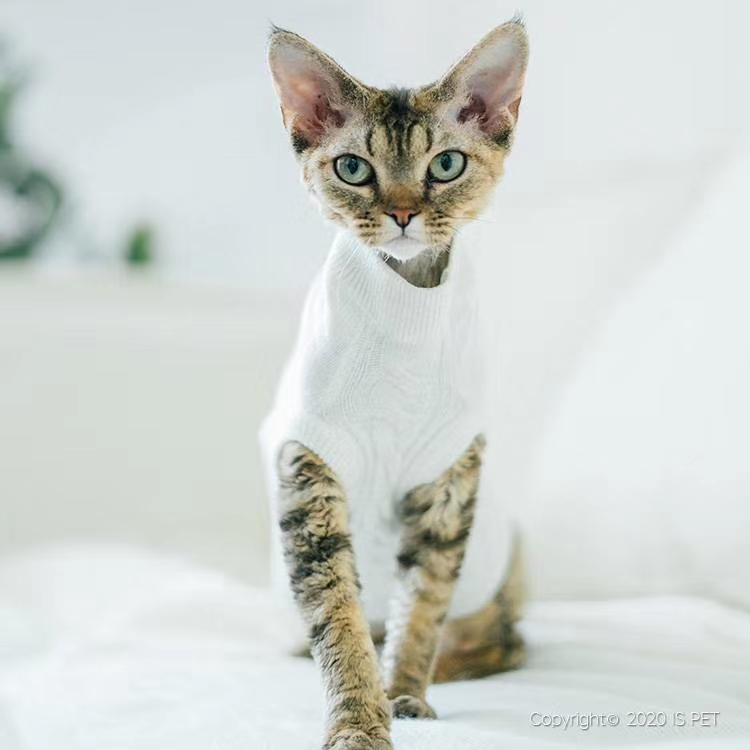 狗狗服装实物图