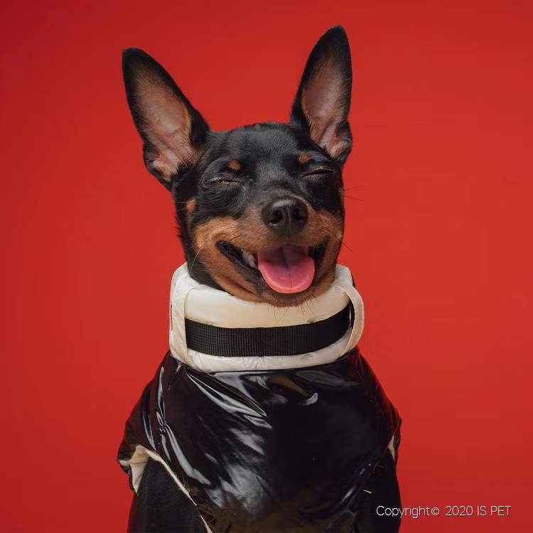 🦋ISPET始于2005年🦋2020秋冬新款🎀CT0146🎀撞色亮面织带羽绒服,科技光感面料，亮光表面时尚度光泽详情图10