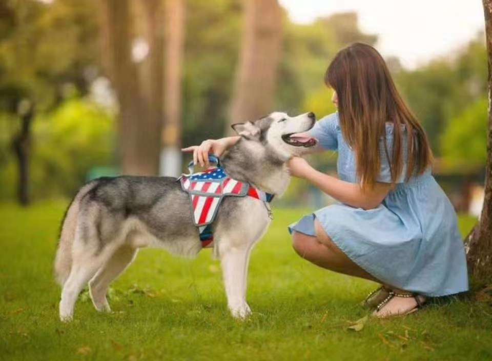 按摩防冲爆带/冲爆按摩胸背/宠物用品胸背细节图