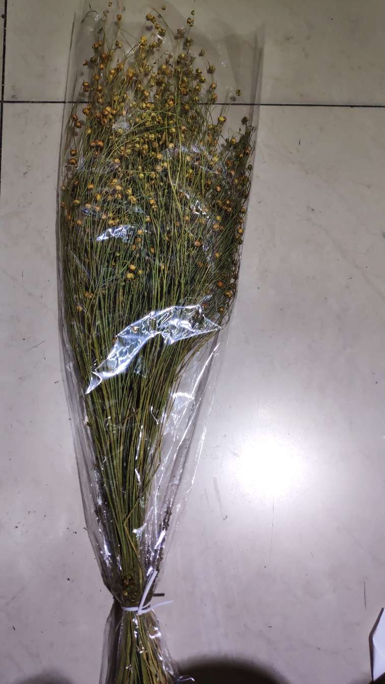 تأتي ملكة الفراشة المجففة من شجرة الشعير المجفف من شجرة الشعير details Picture
