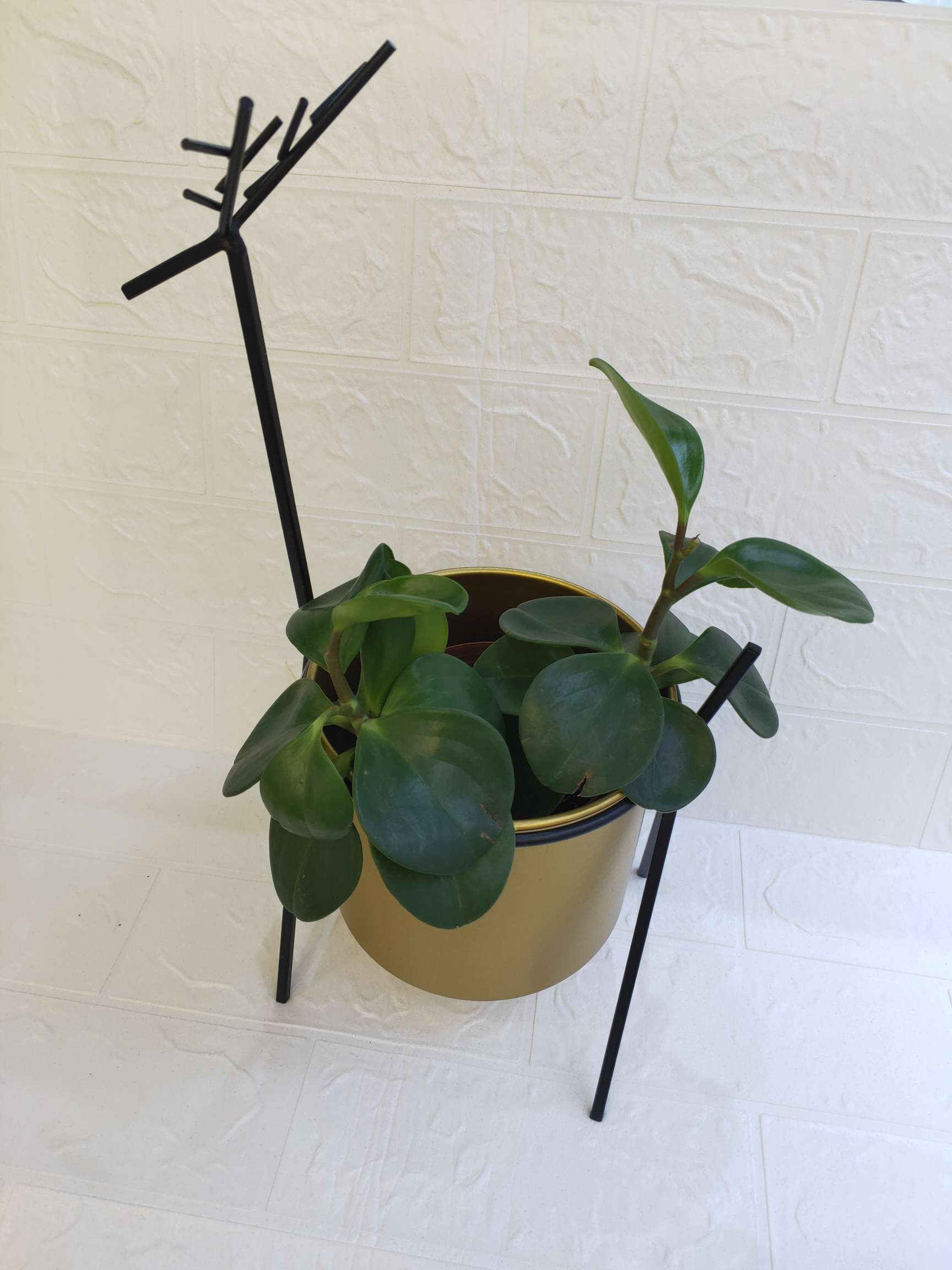 Small 簏 pergola 2