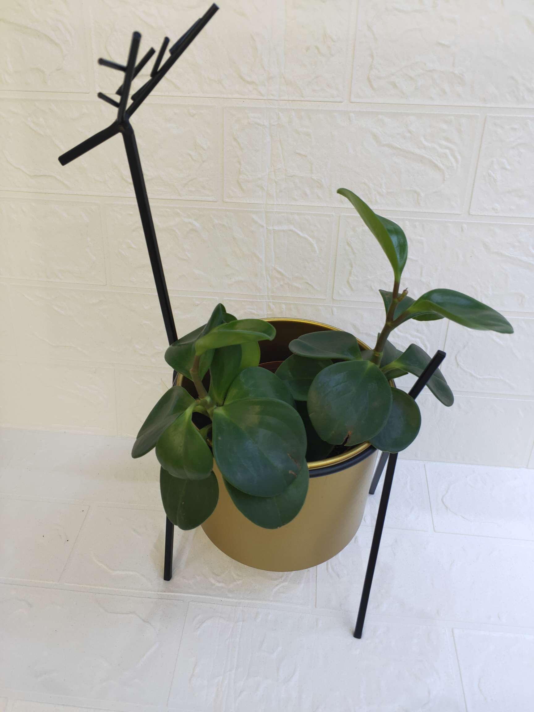 Small 簏 pergola 2 details Picture