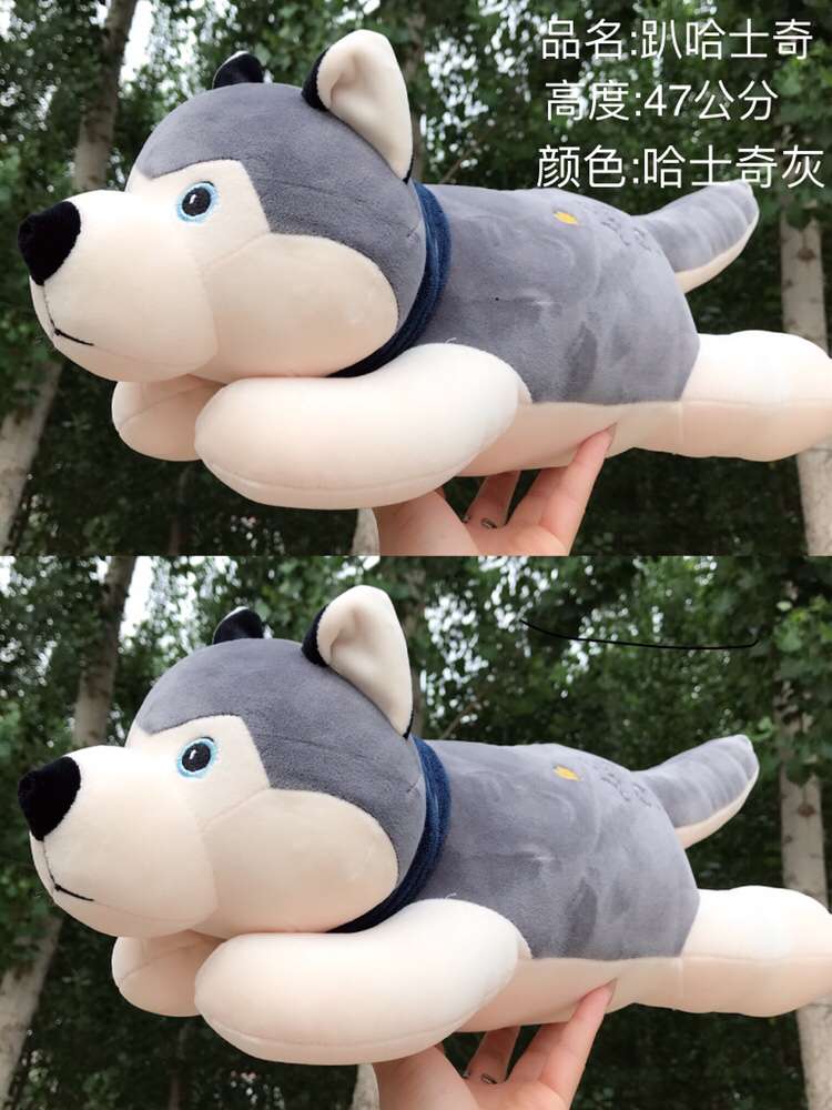 Soft-lying Husky