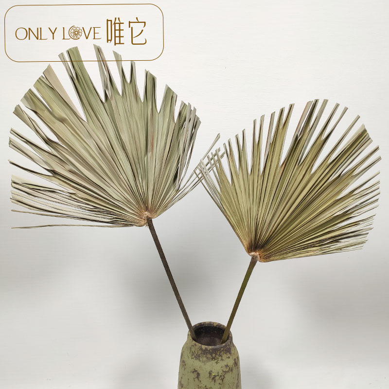 CAI fan