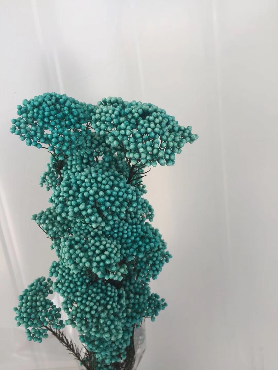 Millet flower thumbnail
