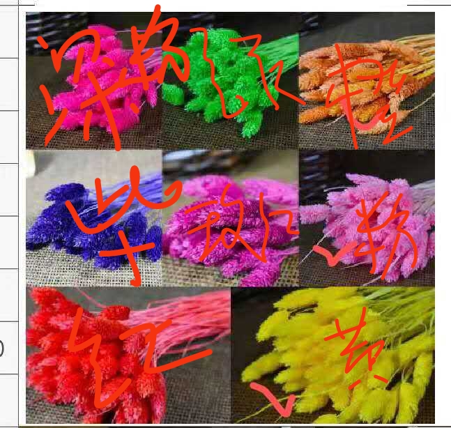 Rabbit tail grass 50 thumbnail