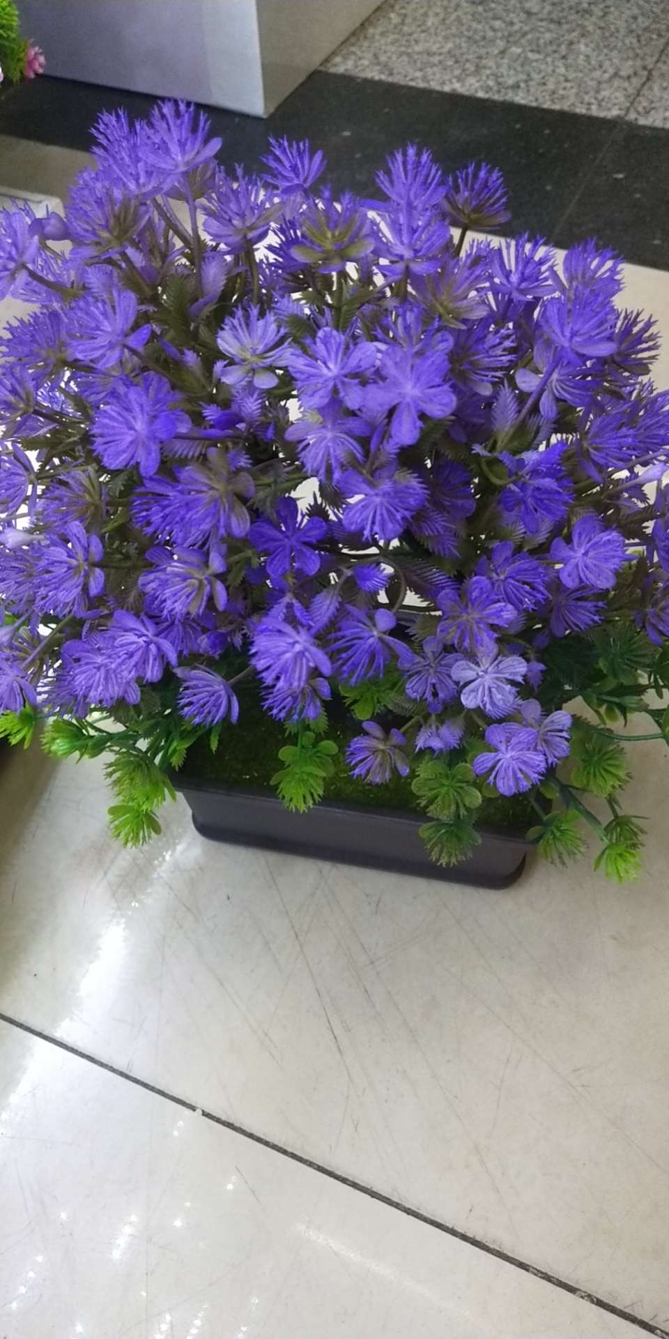 A six-color long cup office potted plant