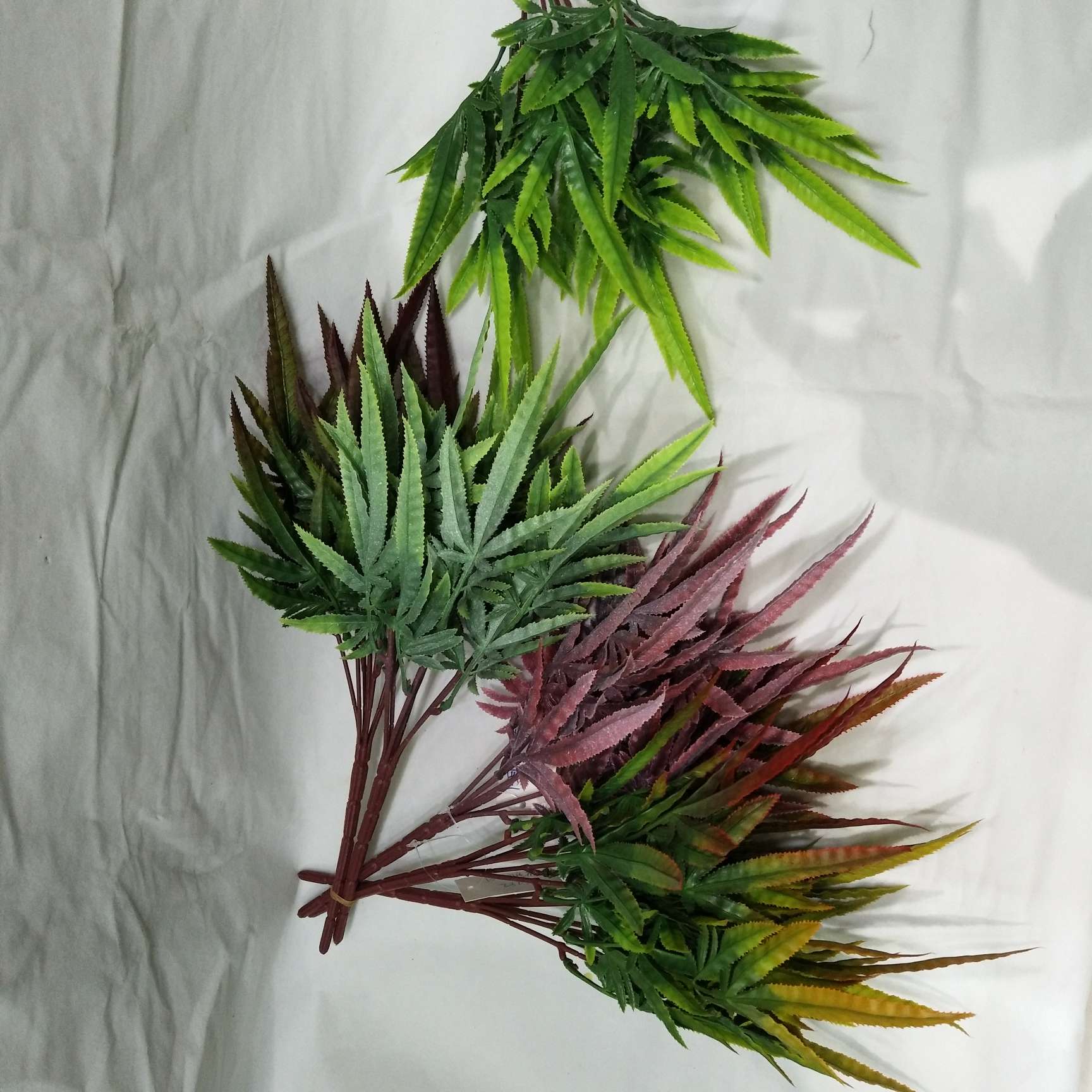 13目凤尾厥   水草  家用                                             