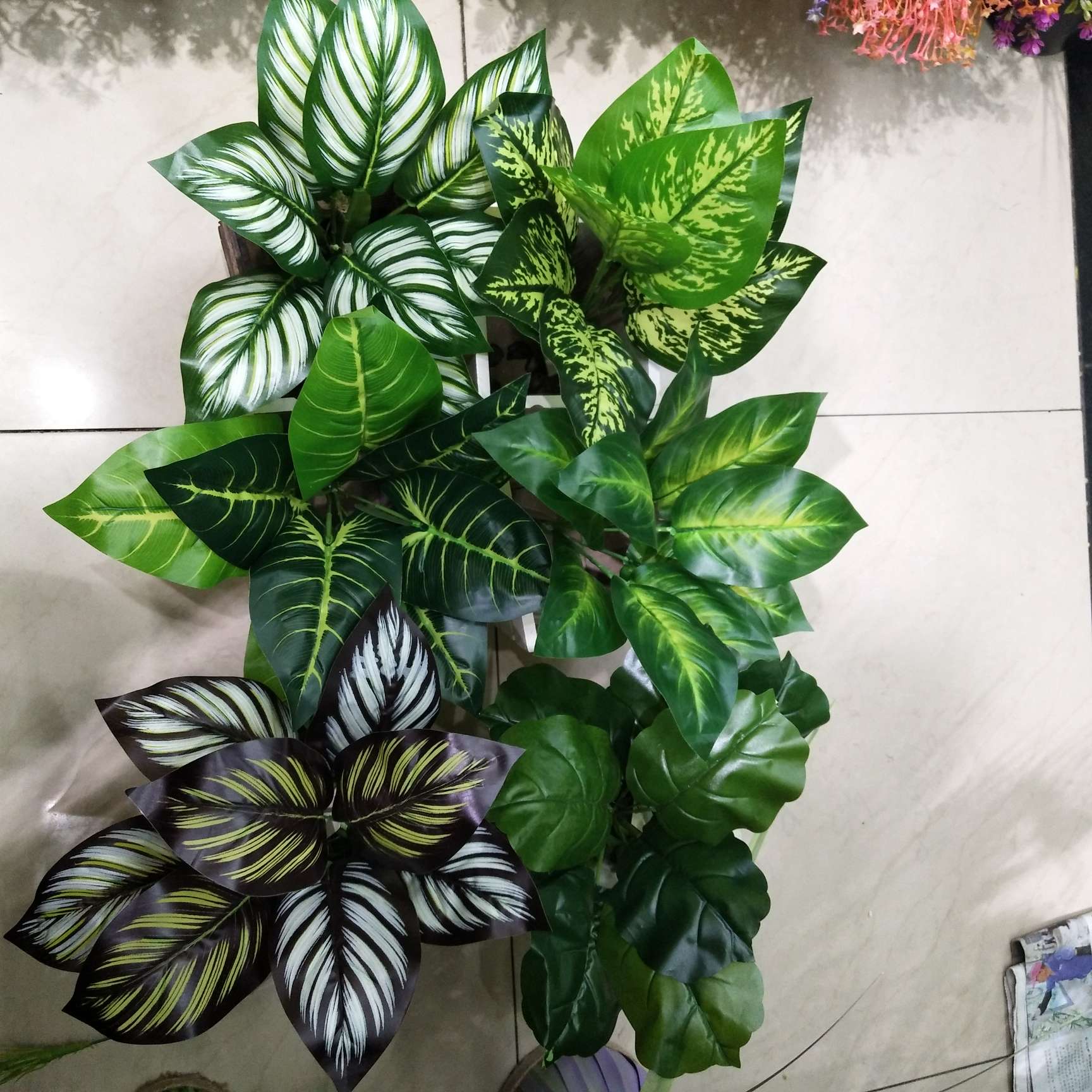 9头叶   水草  家用   叶子                                           