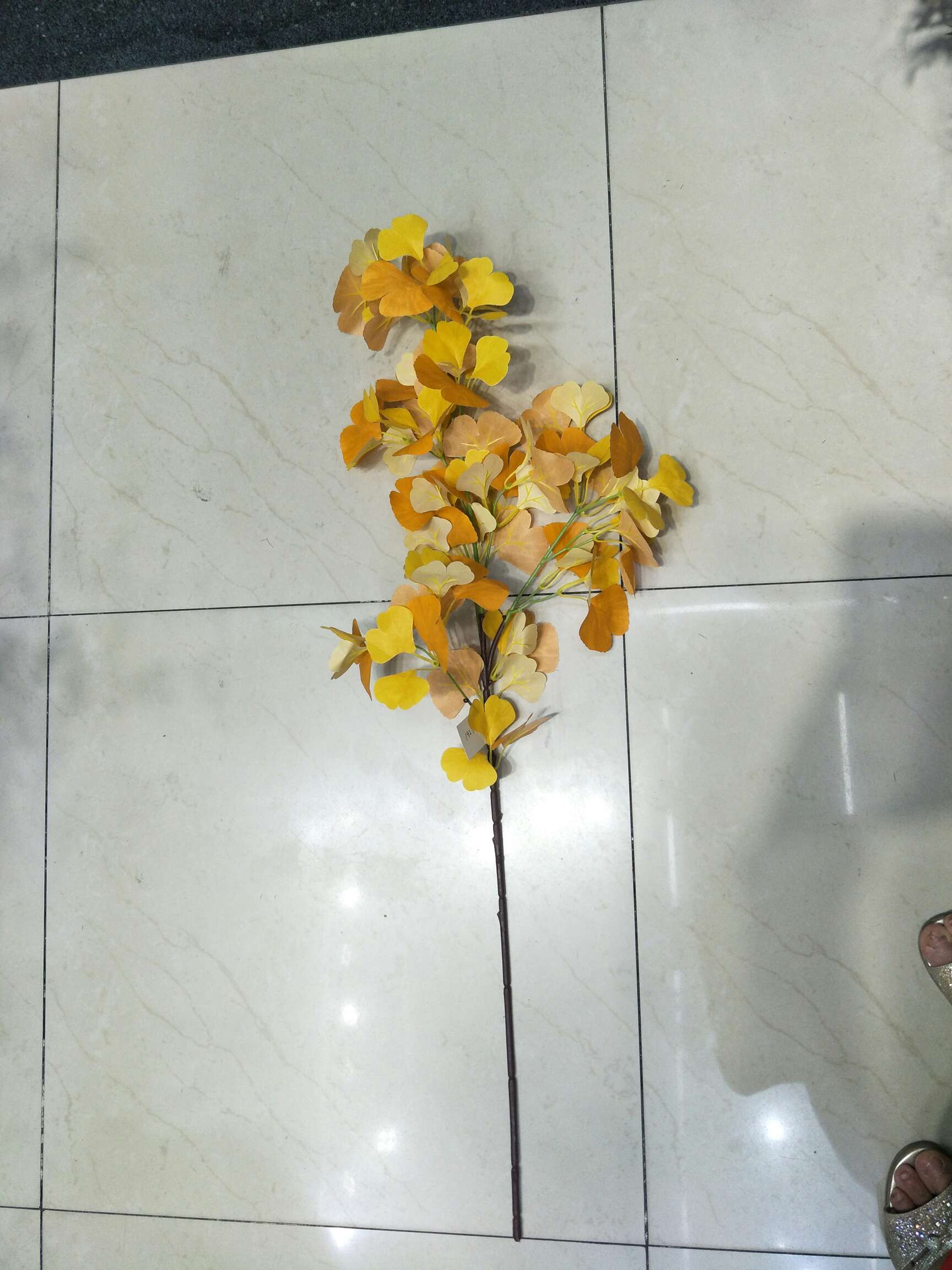 Ginkgo biloba tuba