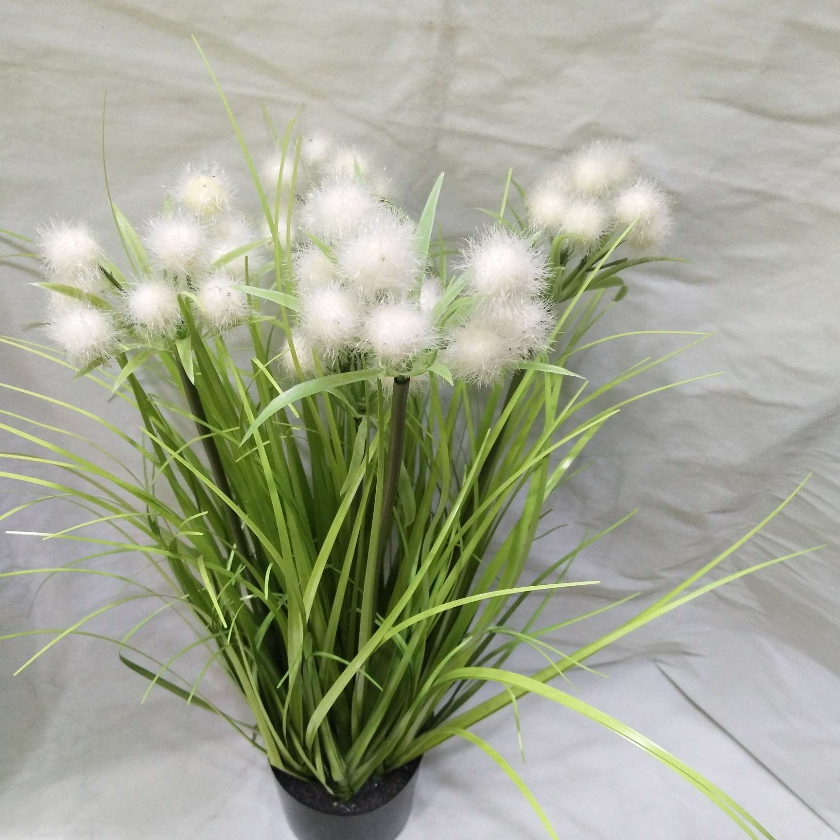 五头毛果 水草  家用                                                 