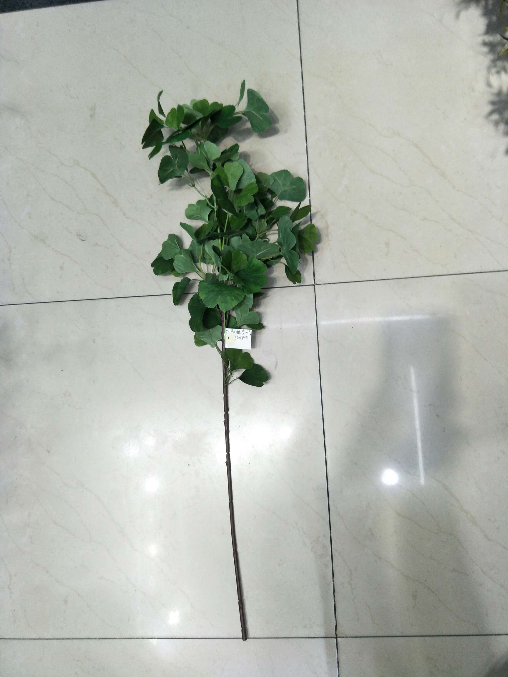 Ginkgo biloba verde grande