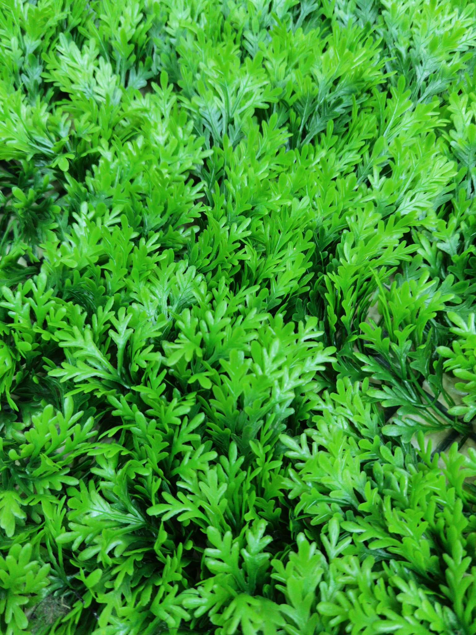 Artificial plant wall, green plant wall, plant wall, decorative wall, flower wall, background wall, interior decoration, balcony, storefront decoration, high-quality artificial grass 08 Application Scenario