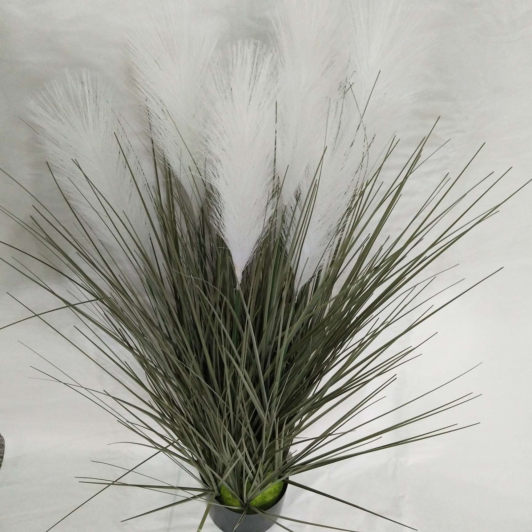 90厘米7头芦苇   家用 水草                                            