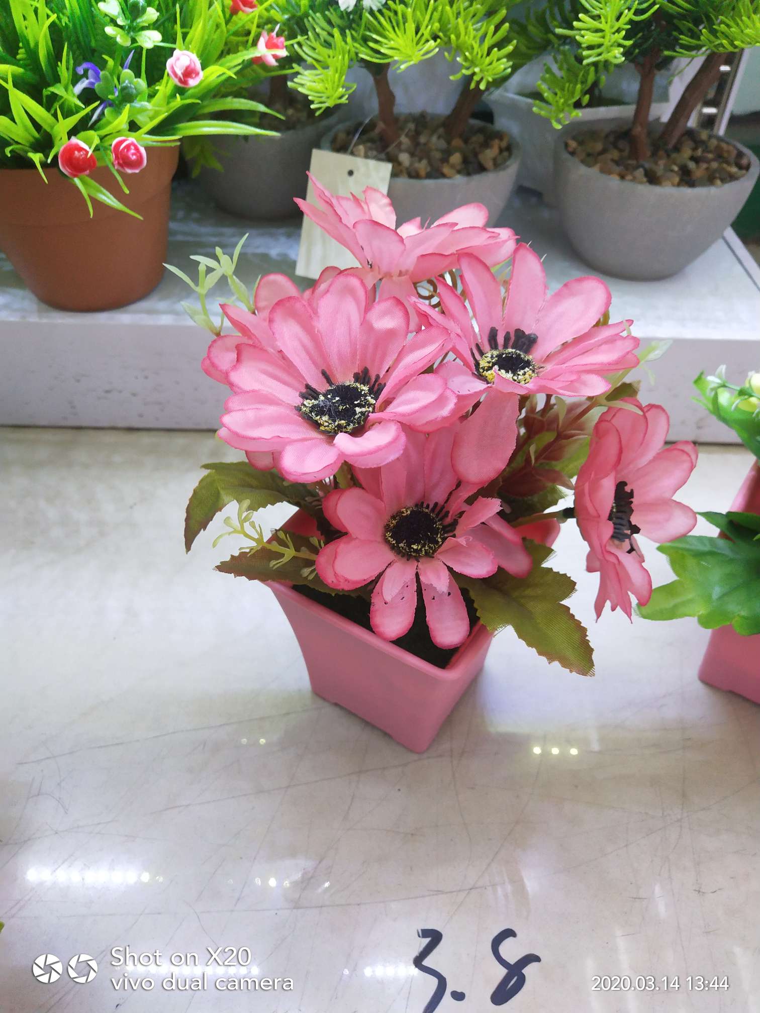 Sunflower small bonsai office potted plants