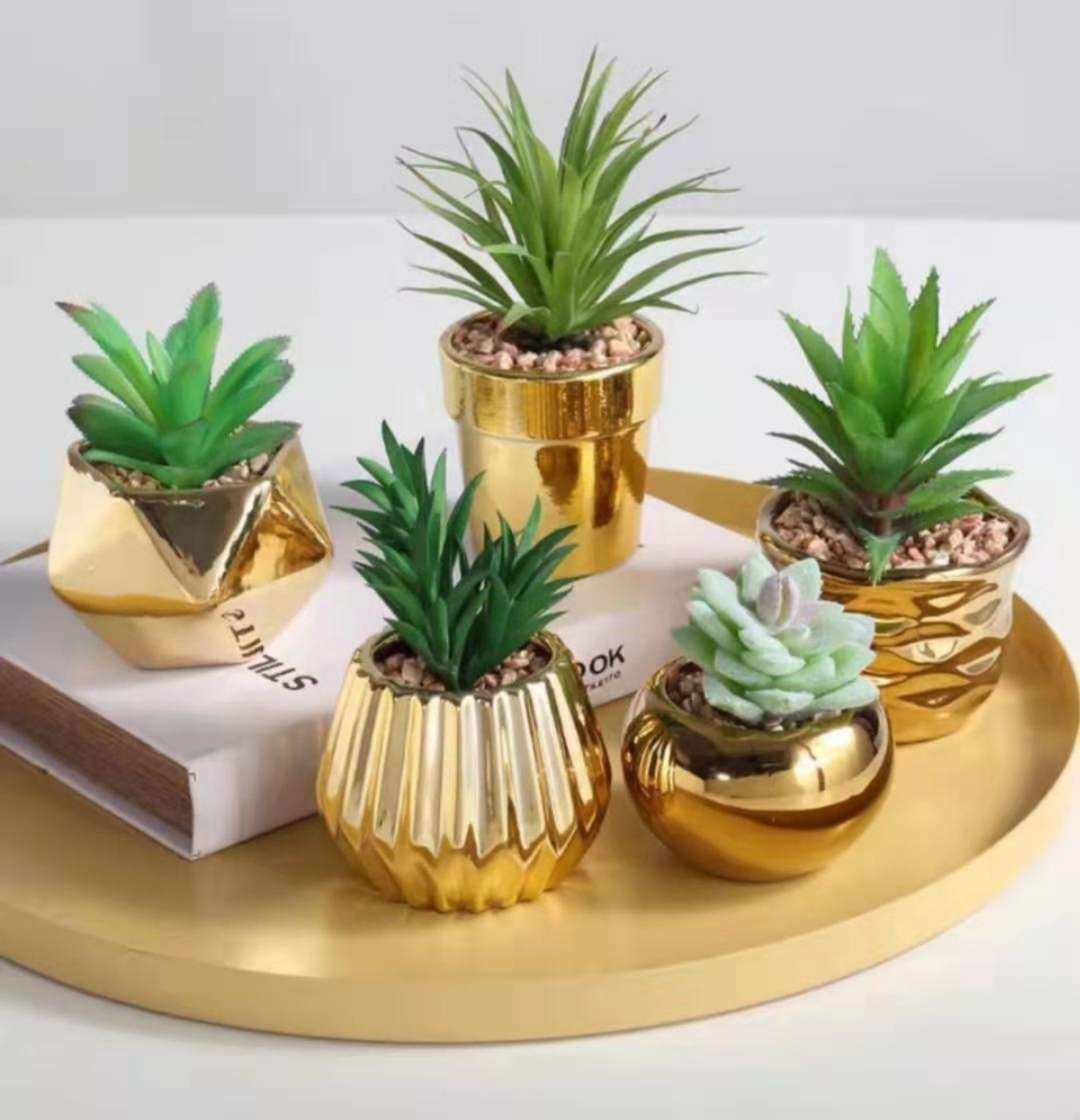 多肉小花盆含植物 多肉盆景 陶瓷花盆 家居摆件图