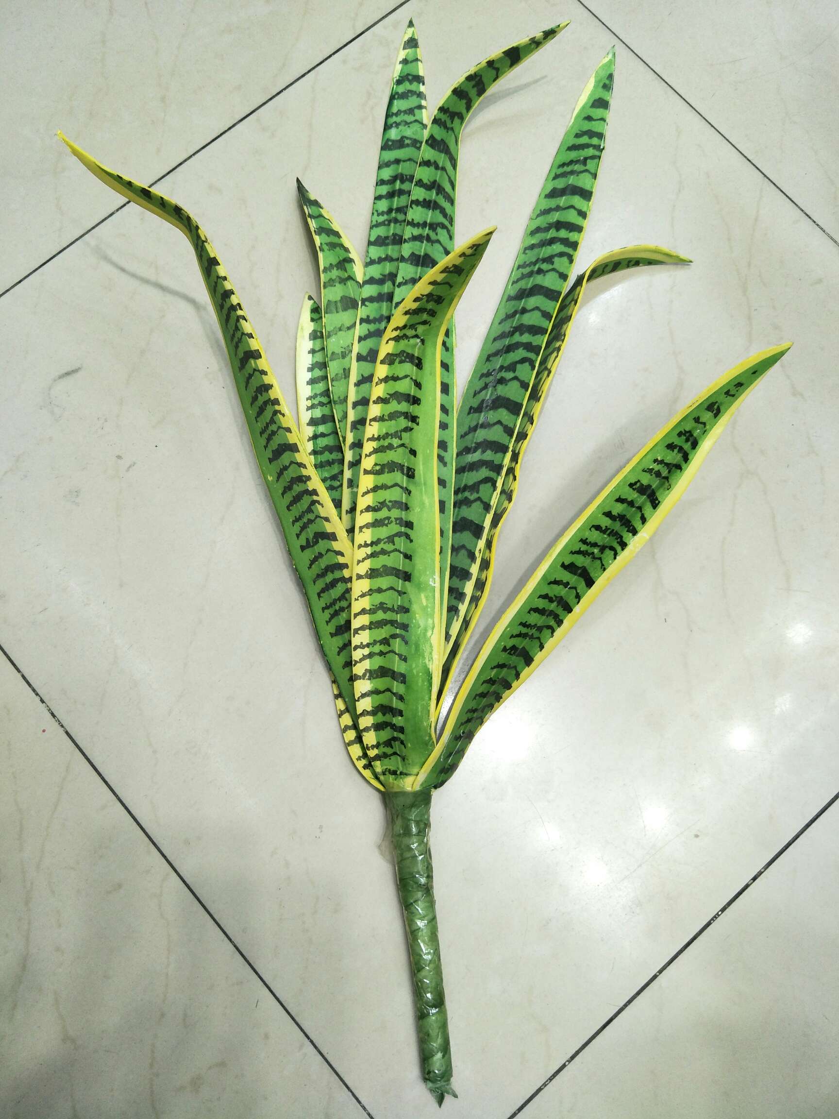 Aloe vera 9 leaves thumbnail