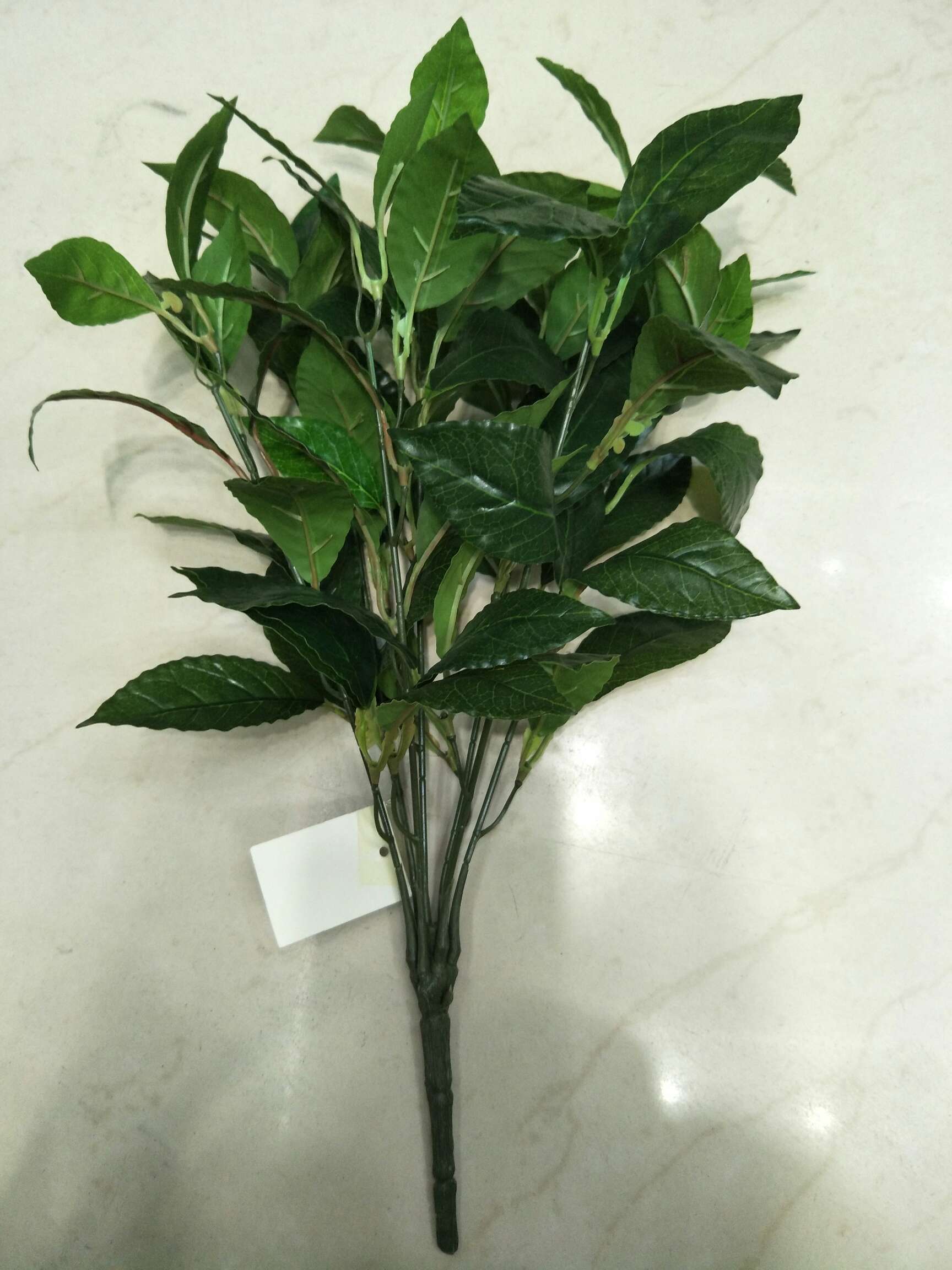 7叉山茶叶