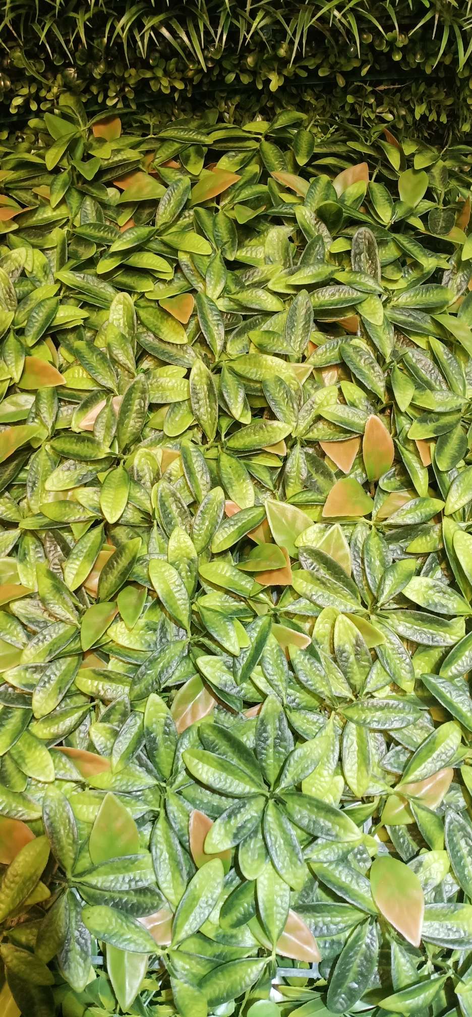 Hoja de naranja