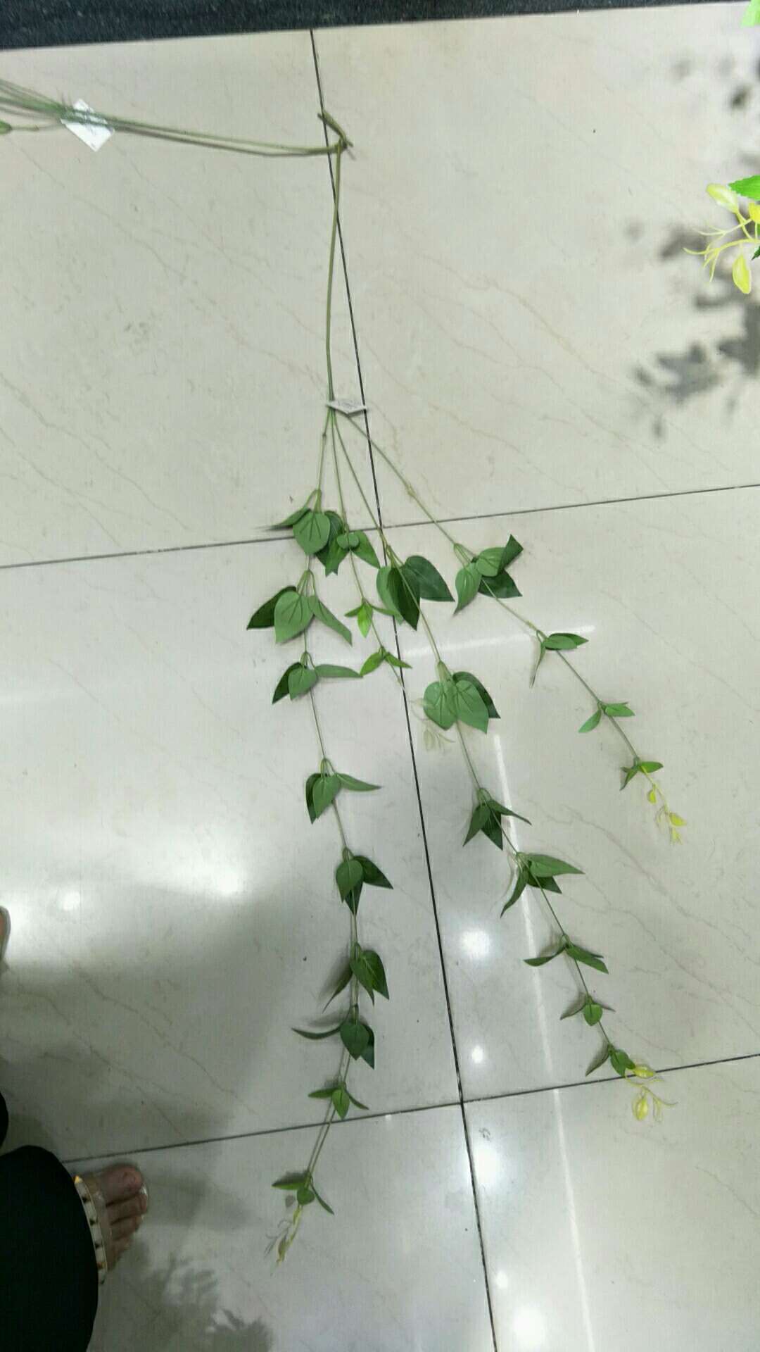Large water bamboo leaves