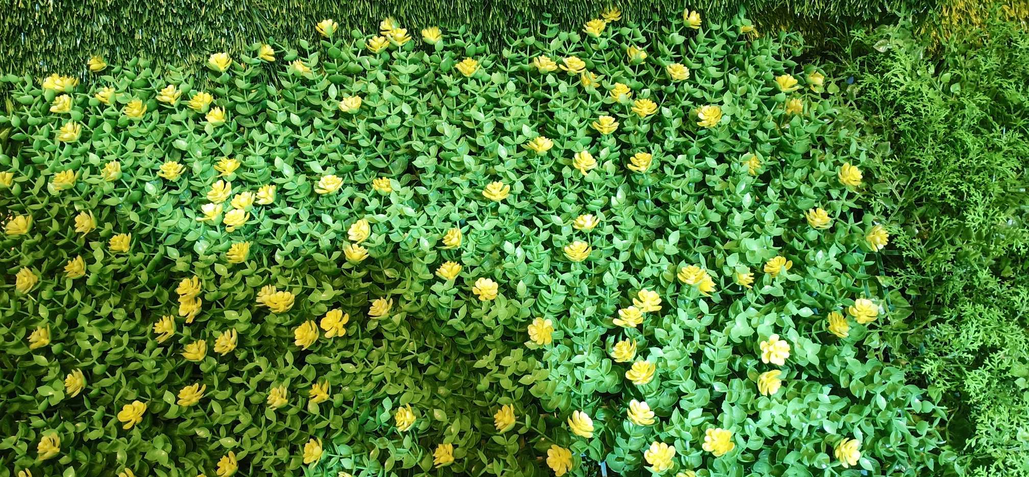 Flor de eugali