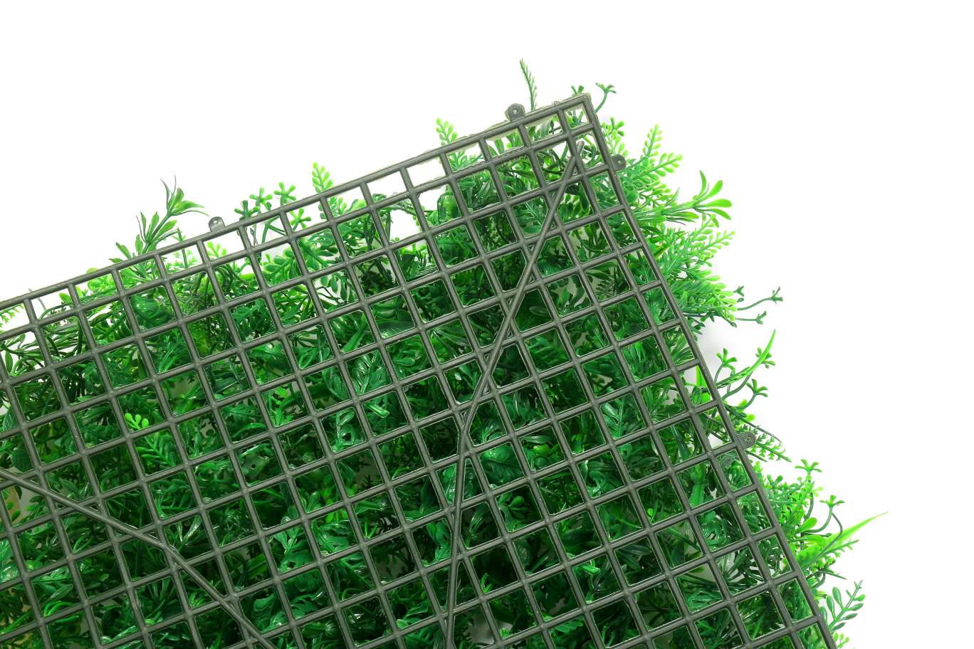 大友加利加松草40cm乘60cm产品图