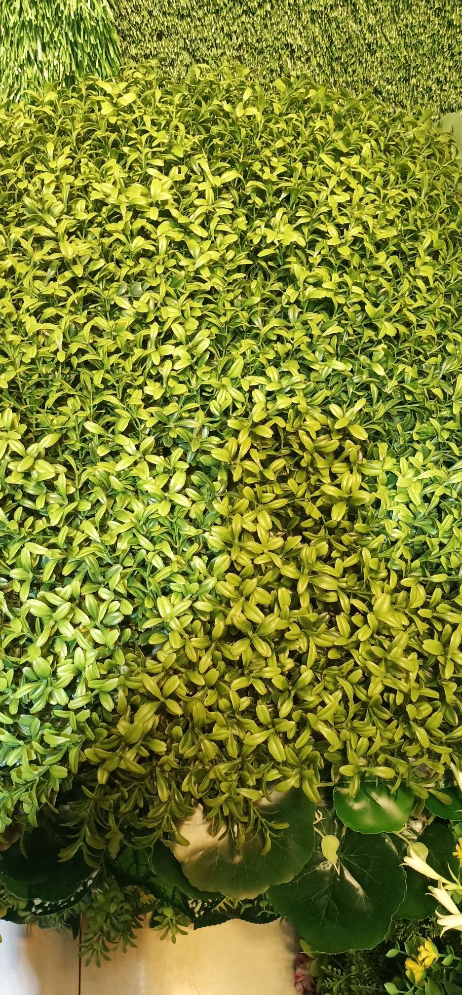 情人草情人草情人草情人草情人草情人草情人草