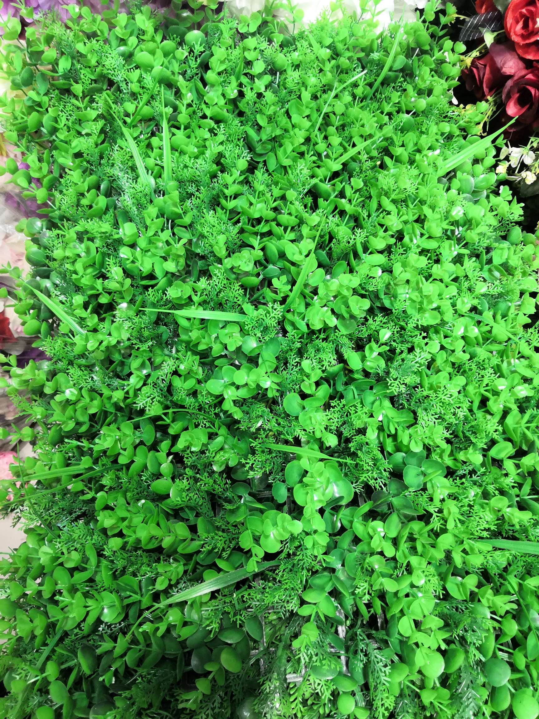 大友加利加松草40cm乘60cm